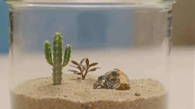 Small Terrarium in Glass Jar with Cactus and Succulent Plants