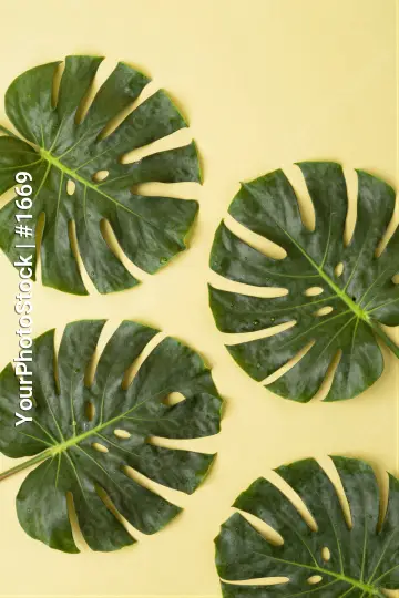 Four Large Green Monstera Leaves on Yellow Background