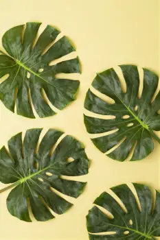 Four Large Green Monstera Leaves on Yellow Background