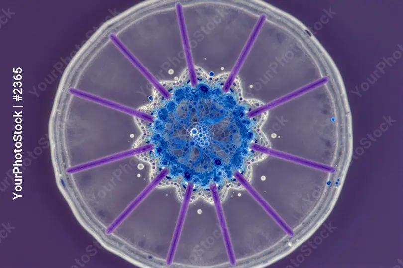 Microscopic view of circular structure with blue center and purple