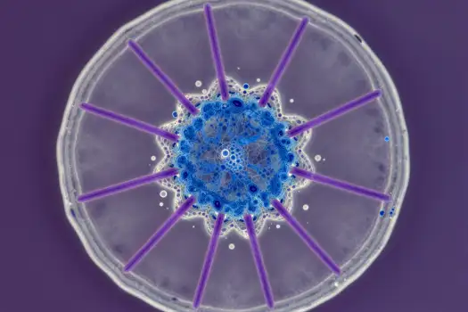Microscopic view of circular structure with blue center and purple