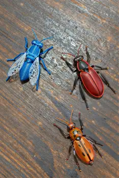 Three Beetles Battle on Weathered Wood wooden surface