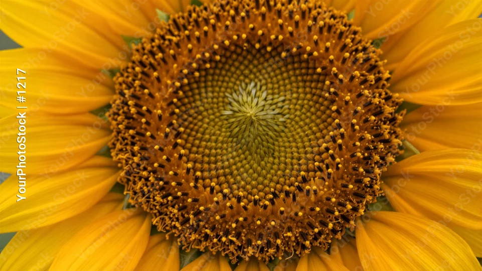 Close-up Sunflower with Vibrant Yellow Petals