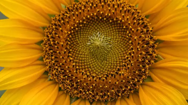 Close-up Sunflower with Vibrant Yellow Petals