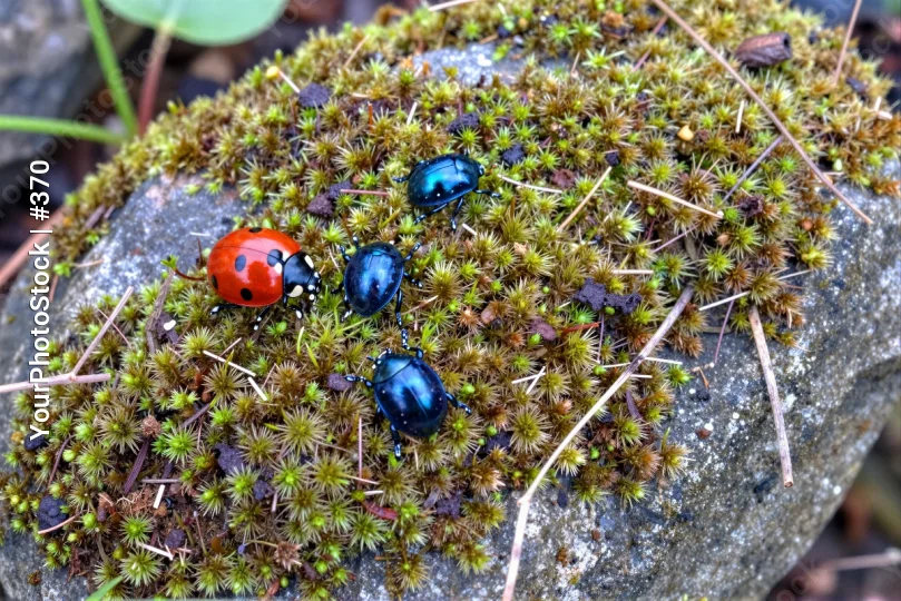 Group of Beetles on Moss clustered wooded area
