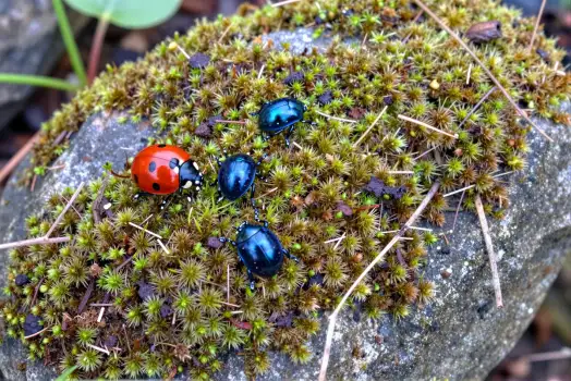 Group of Beetles on Moss clustered wooded area