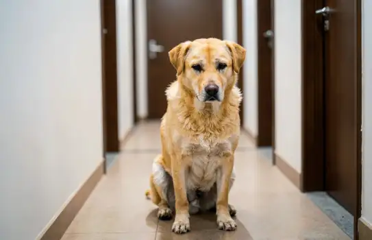 Golden Retriever Waiting in Hallway sad scared