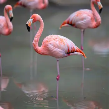 Pink Flamingos Standing in Water nature reflecting