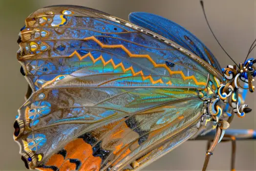 Close-up of a blue butterfly with orange and green accents