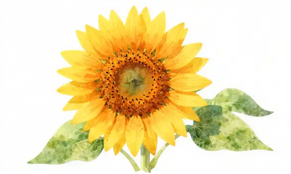 Sunflower in Full Bloom watercolor petals pollen