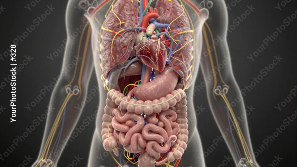 3D Rendered Human Body with Detailed Intestines and Internal Organs