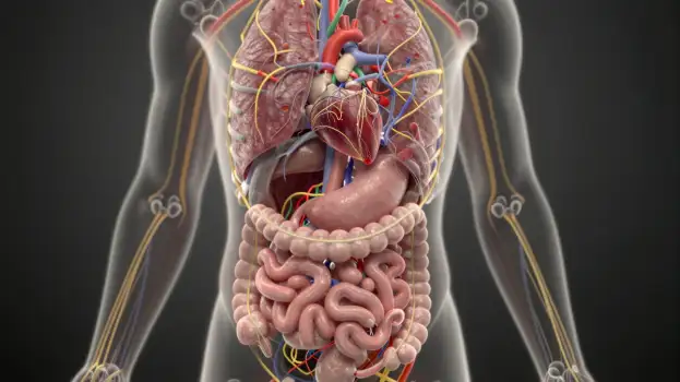 3D Rendered Human Body with Detailed Intestines and Internal Organs