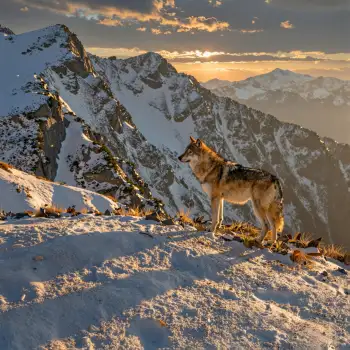 Lone Wolf on Snowy Mountain Peak at Sunset clouds