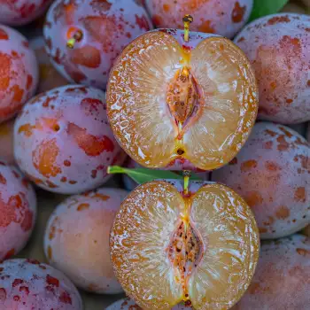 Group of Plums Close-Up fruit ripe seeds halves