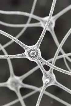 Neuron Biology Under Microscope research education