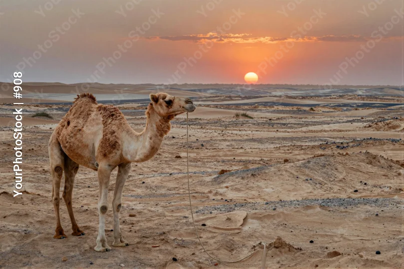 Camel in Desert Landscape at Sunset sunrise sand dunes
