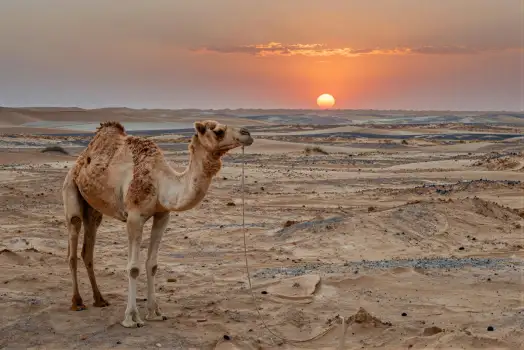 Camel in Desert Landscape at Sunset sunrise sand dunes