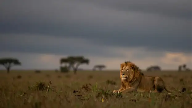 Lion resting in a grassy field peaceful serene