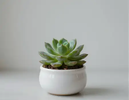 Healthy Succulent in White Ceramic Pot healthy plant