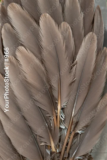 Close-up of Feathers in Fan-like Pattern overlapping