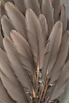 Close-up of Feathers in Fan-like Pattern overlapping