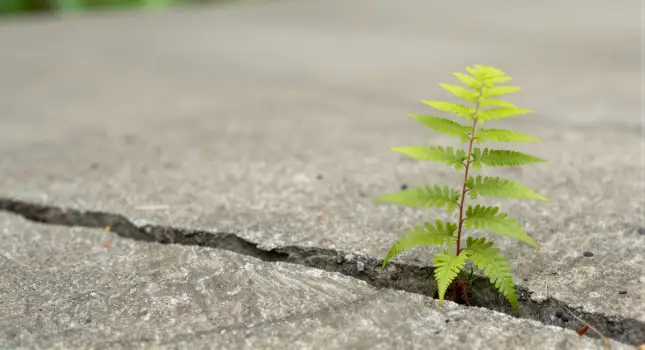 Green Fern Growing Out Of Concrete Crack resilience
