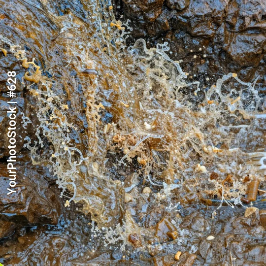 Close-up of Rocky Surface with Seaweed Foam nature