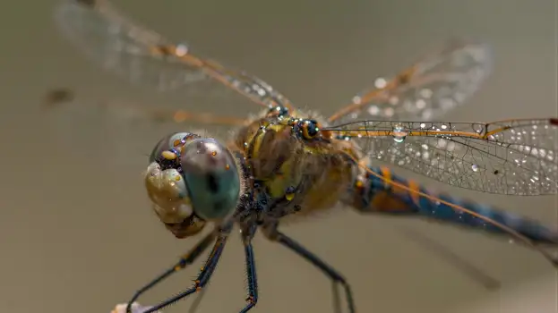 Close-up Dragonfly Head and Abdomen with Water Drops