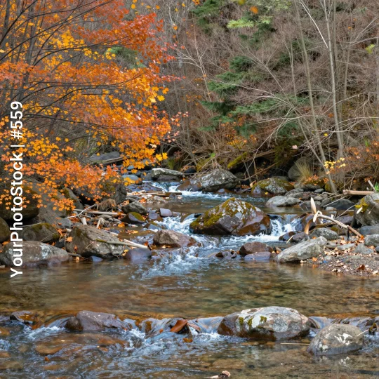 Autumn River Flowing Through Wooded Area leaves