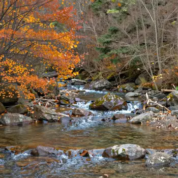Autumn River Flowing Through Wooded Area leaves