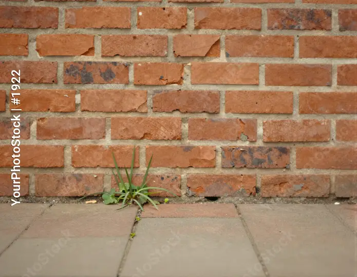Old Red Brick Wall with Green Plant red bricks