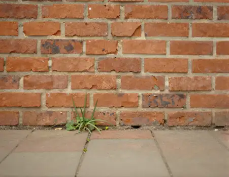 Old Red Brick Wall with Green Plant red bricks