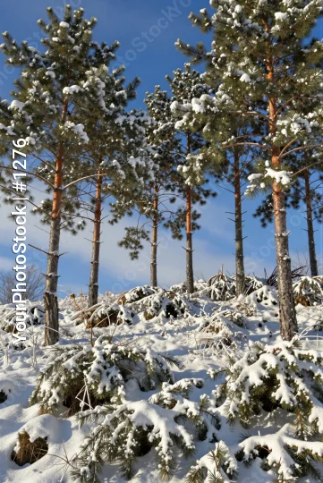 Snow-covered Pine Trees in Forest winter landscape
