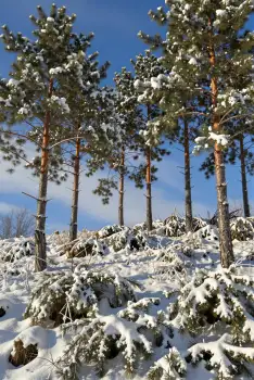 Snow-covered Pine Trees in Forest winter landscape