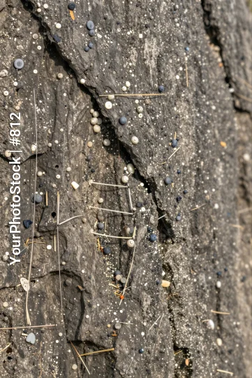 Close-up of Rough Tree Trunk with Lichen and Speckles