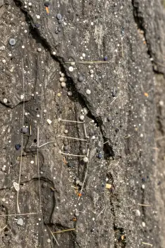 Close-up of Rough Tree Trunk with Lichen and Speckles