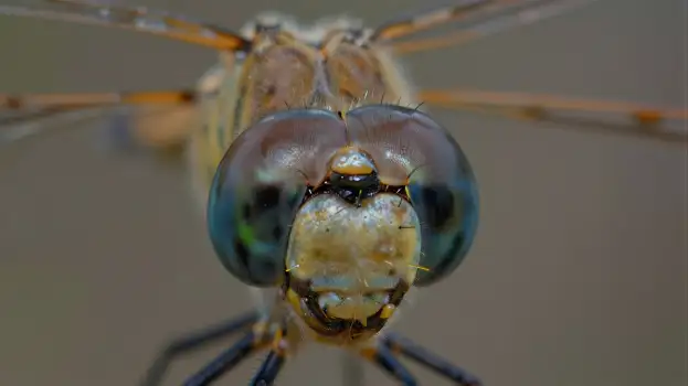 Close-up of Dragonfly Head with Large Round Eyes