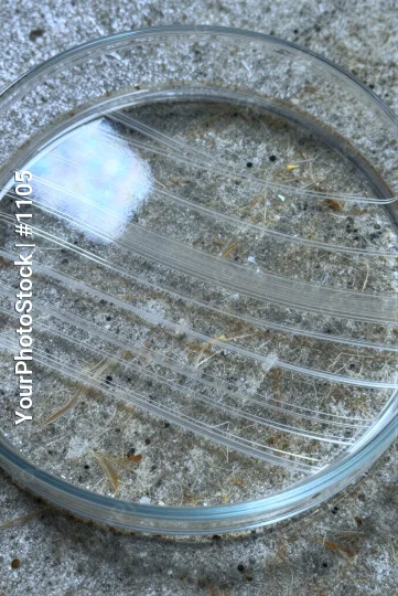 Microbiology Lab: Petri Dish with White Powder