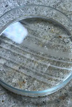 Microbiology Lab: Petri Dish with White Powder