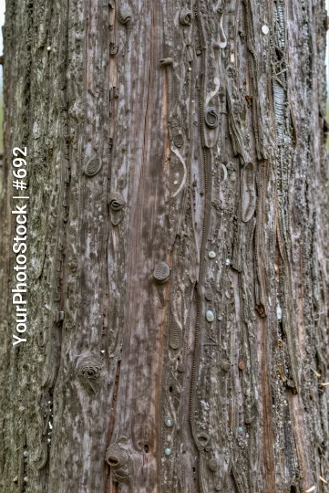 Weathered Tree Bark with Deep Grooves weathered bark