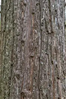 Weathered Tree Bark with Deep Grooves weathered bark