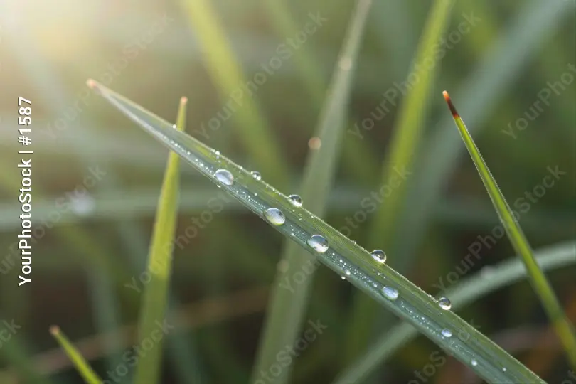 Glistening Grass Blade with Water Droplets sunlight