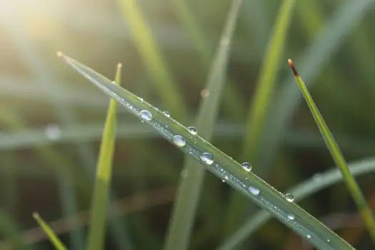 Glistening Grass Blade with Water Droplets sunlight