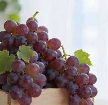 Ripe Purple Grapes in Wooden Crate bunch fruit vine