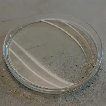 Microbiology Lab: Used Petri Dish on Concrete