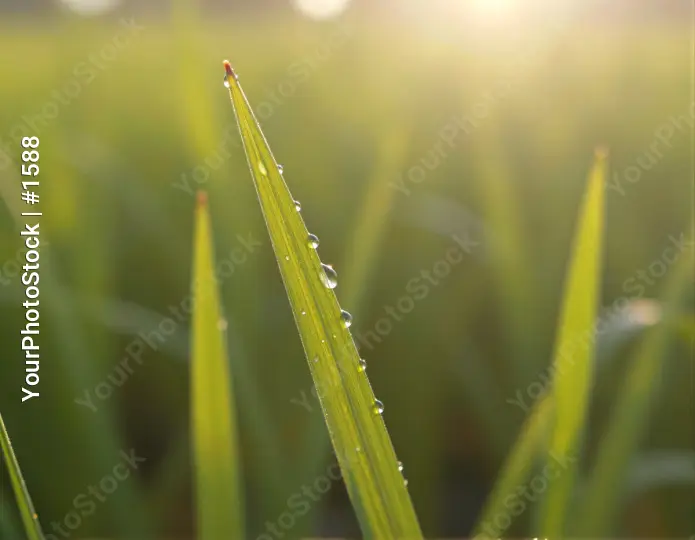 Close-up of Grass Blade with Water Droplets field