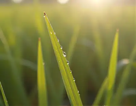 Close-up of Grass Blade with Water Droplets field