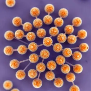 Microscopic Orange Spheres Arranged in Circle