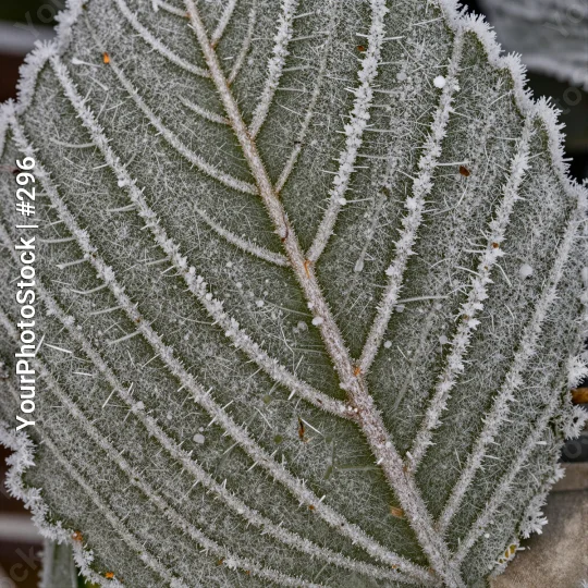 Frost-covered Cactus Leaf winter outdoor garden
