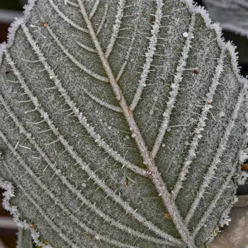 Frost-covered Cactus Leaf winter outdoor garden